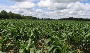 Image result for Agriculture and health