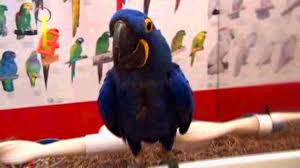 Image result for baby macaw parrot for sale