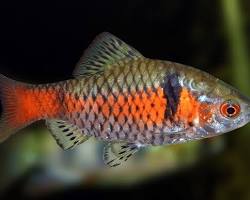 Barbo-de-coleira