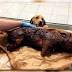 Customs dog intercepts whole pig at Atlanta airport