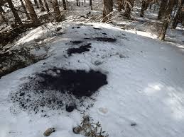 Ce sunt insectele negre apărute pe ger? Specialiștii explică fenomenul inedit