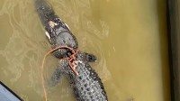 Texas Game Wardens issue citations after alligator killed, dumped in Lake Bob Sandlin