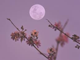Here’s How Friday’s Full Flower Moon in Scorpio Will Affect Every Star Sign