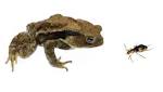  Toads Eat Beetles. Sometimes, Beetles Make Them Regret Their Meal Choice.