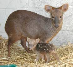 Résultat de recherche d'images pour "pudu"