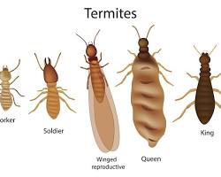 Image of Termite