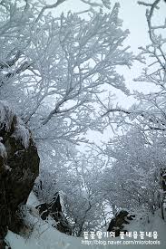 강원도 고립공원 /태백산 설경속의 눈꽃 세상에 대한 이미지 검색결과