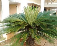 Image of Cycas plant