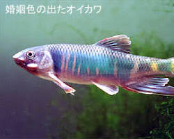 魚 婚姻色の画像