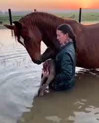 Olivia heard the desperate whinny before she saw them. A ...