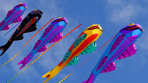 Image result for kites