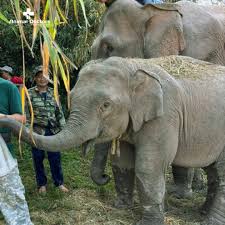 🚑🐘 𝑪𝒂𝒓𝒊𝒏𝒈 𝒇𝒐𝒓 𝑬𝒍𝒆𝒑𝒉𝒂𝒏𝒕𝒔: 𝑨 𝑴𝒊𝒔𝒔𝒊𝒐𝒏 𝒕𝒐 𝑺𝒂𝒗𝒆 𝑳𝒊𝒗𝒆𝒔 Elephants are not just icons of beauty and strength - they are sentient beings that face immense challenges in captivity. Many suffer from