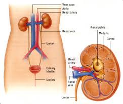 Excretory system