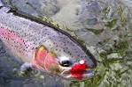 Steelhead Tips To Bring To The Bank - Game Fish