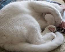 Image of fluffy white cat curled up on a couch
