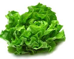 Image of Lettuce vegetable