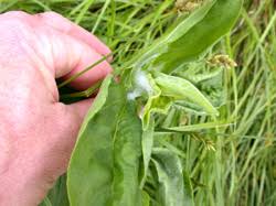 Image result for spittle bug