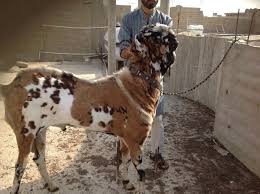 Image result for bakra eid 2015 pakistan