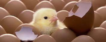 Image result for ‫الدجاج والبيض‬‎