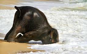 elephant