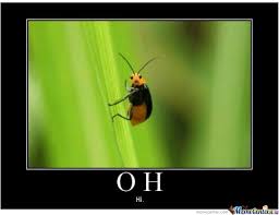 Image result for hi meme