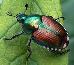 Image result for beetle