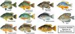 Panfish chart