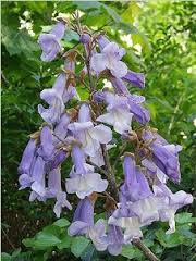 Image result for "Foxglove Tree"
