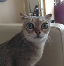 images?q=tbn:ANd9GcQZs7gyU6z0dPT3qdVJen7m8Y7tUkwyCsT1hTj0CKgZHgoZIfZcng