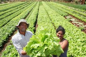 Resultado de imagen para fotos de agricultores labrando la tierra