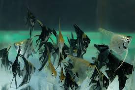 Image result for angelfish