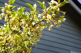 Image result for goumi