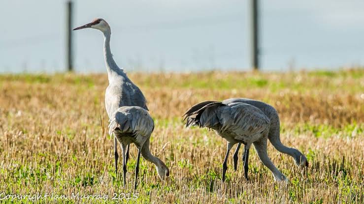 Sandhill cranes will be fair game for hunters in two Quebec regions and parts of Ontario this fall; population rebounded from 30,000 to over 100,000 in 20 years