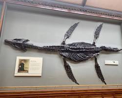 Image of Mary Anning discovery of Ichthyosaur and Plesiosaur fossils 19th century