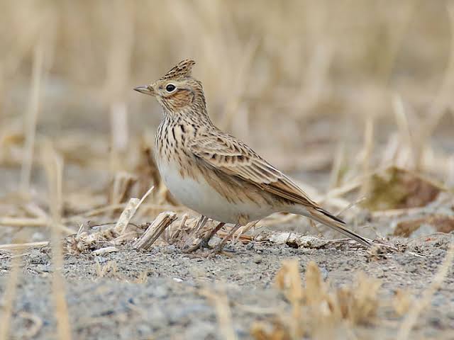 Eurasian skylark (Alauda arvensis)