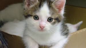 Image result for cute cat images hd