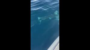 Uno squalo urta imbarcazione da diporto al largo di Gallipoli, paura tra i pescatori VIDEO