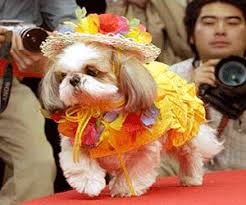 Image result for dogs with spring hats