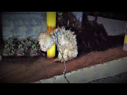 She Cried And Shivered A Lot But Still Waiting Perhaps For ...