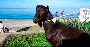 Image result for GOAT