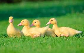 Image result for ducks