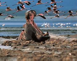 Image of Lake Nakuru National Park Kenya