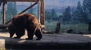 Bärin Polyana erwacht: erster Ausflug nach Winterschlaf