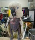 kaka 2 parrots talking voiceovers training bra