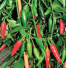 Image result for শীতকালীন সবজি চাষ