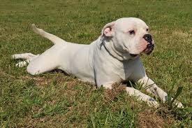 Image result for american bulldog