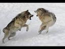 Wolf fight