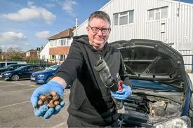 You can always count on the Squirrel Squad to lend a helping ...