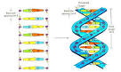 Wo gibt es ein DNA Doppelhelix Modell? (Deko) - t