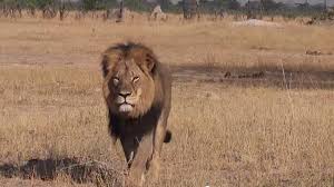 Image result for african lion murder